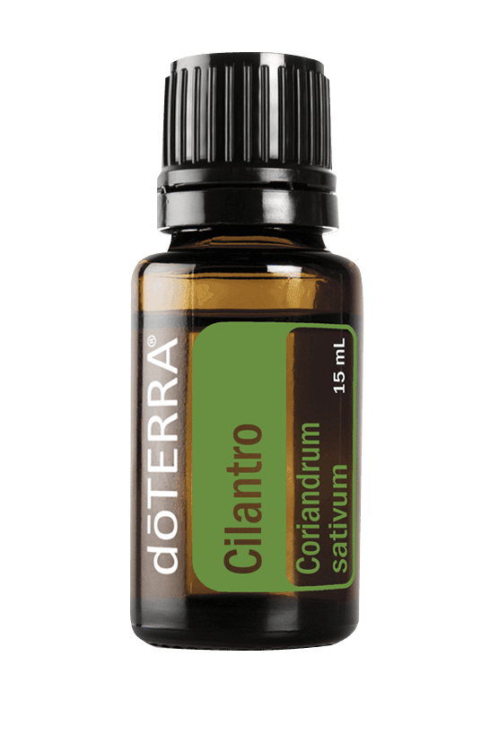 Cilantro